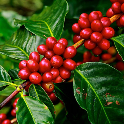 Coffee-Pics-Slider7