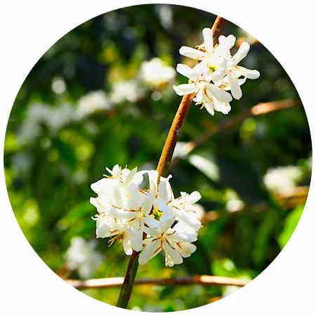 Ethiopian-Flower1-circle